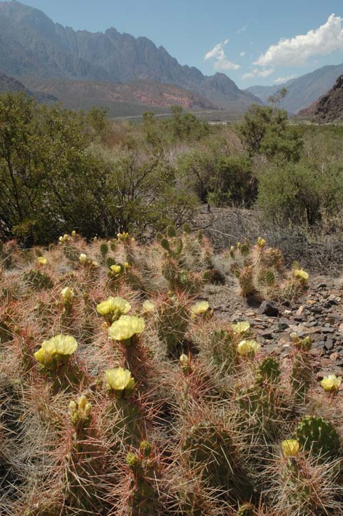 30-11 cacti.jpg